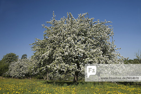 Blühender Apfelbaum auf einer Streuobstwiese  Sachsen  Deutschland  Europa