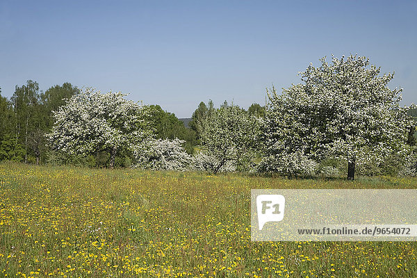 Blühender Apfelbäume auf einer Streuobstwiese  Sachsen  Deutschland  Europa