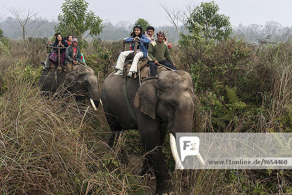 Mahuts und asiatische Touristen reiten auf Elefanten im Chitwan-Nationalpark  bei Sauraha  Nepal  Asien