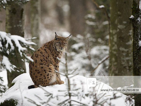 Luchs oder Nordluchs (Lynx lynx)  captive  Nationalpark Bayrischer Wald  Grafenau  Bayern  Deutschland  Europa
