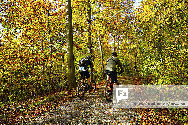 Mountain bikers riding through autumn forest  Asse  Remlingen  Lower Saxony  Germany  Europe