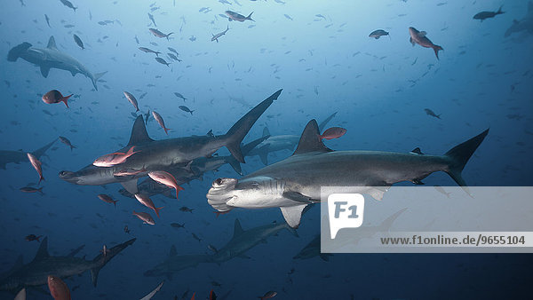 Scalloped Hammerhead Sharks (Sphyrna lewini)  Cocos Island  Costa Rica  North America