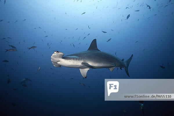 Scalloped Hammerhead Shark (Sphyrna lewini)  Cocos Island  Costa Rica  North America