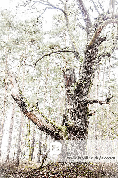 Alte Stieleiche (Quercus robur)  Byttna-Hain  Biosphärenreservat Spreewald  UNESCO Weltnaturerbe  Straupitz  Brandenburg  Deutschland  Europa