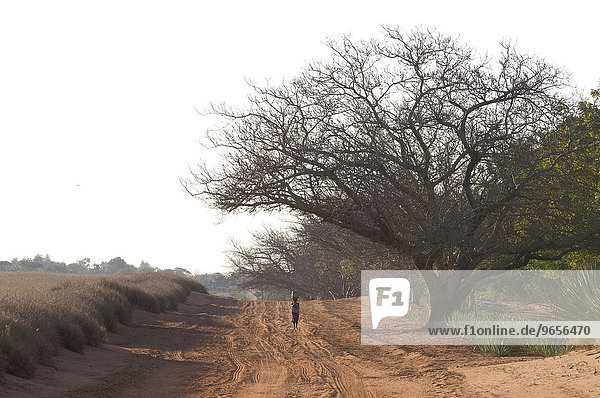 Walking woman  Berenty Private Reserve  Madagascar  Africa