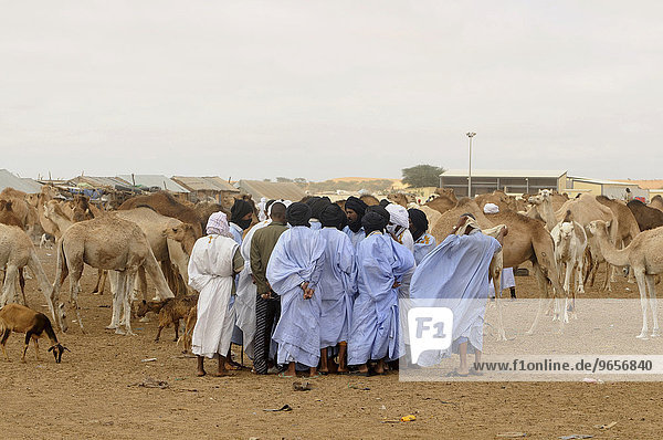 Trading on the camel market of Nouakchott  Mauritania  northwestern Africa  Africa