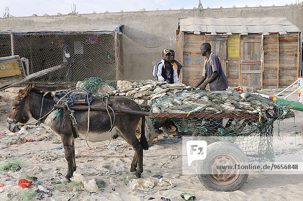 Donkey cart in Nouakchott  Mauritania  northwestern Africa  Africa