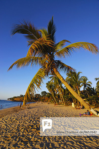 Palm trees on the sandy beach of Nosy Komba  Nosy Be  Madagascar  Africa