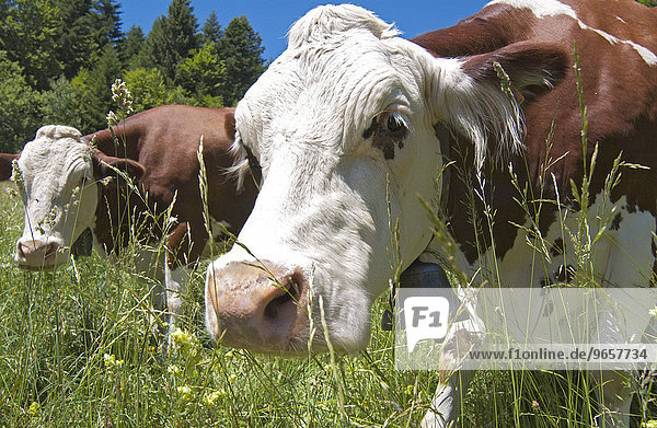 Braun gecheckte grasende Kuh auf einer Alm in den franzoesischen Alpen nahe Aix-Les-Bains