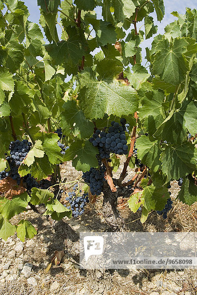 Bunches of dark red grapes on vines in the Corbieres region  Department Aude  France  Europe