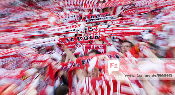 Football Fans of German Club 1.FC Cologne showing their scarves  Cologne  North Rhine-Westphalia  Germany  Europe