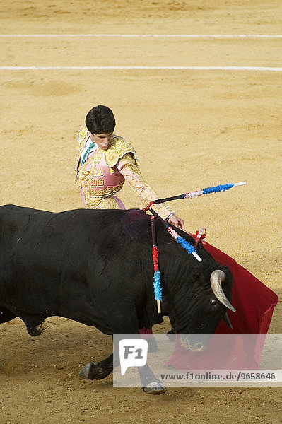 Torero and bull  bull fight  Benidorm  Spain  Europe