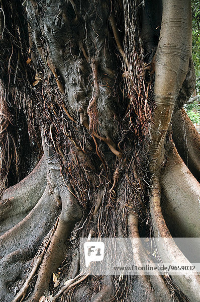 Stamm eines Gummibaum (Ficus elastica) in Sevilla Andalusien Spanien Europa