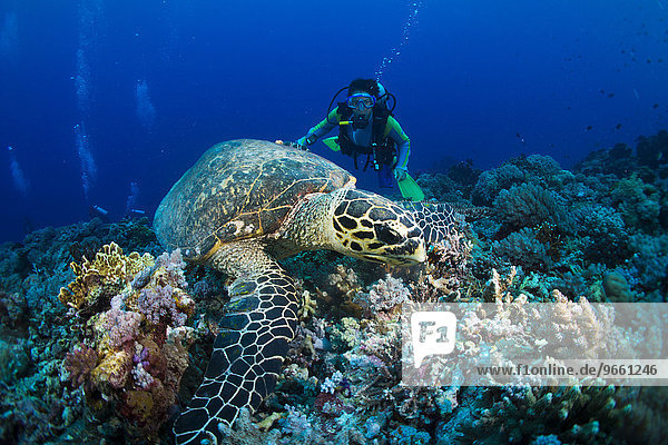 Diver watching a Hawksbill Sea Turtle (Eretmochelys imbricata)  feeding on a coral  Philippines  Asia