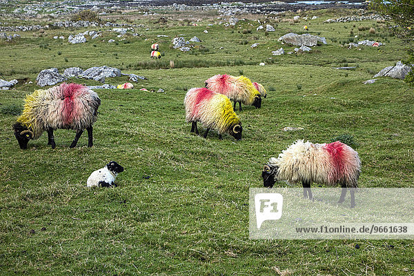 Schafe in der irischen Landschaft  Connemara  County Galway  Irland  Europa