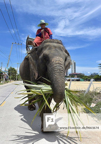 Mann reitet auf einem Elefanten  Pattaya  Thailand  Asien