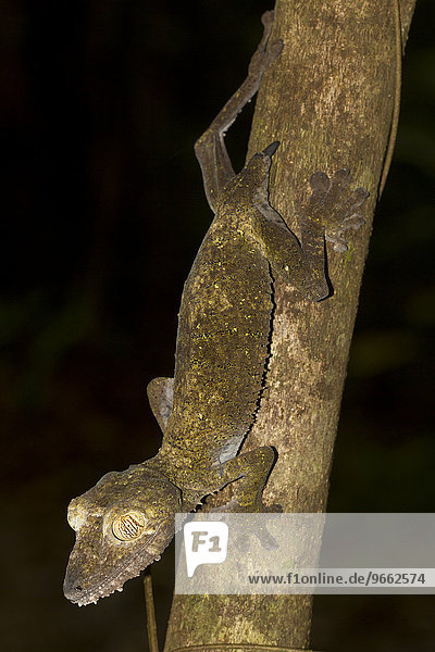 Blattschwanzgecko (Uroplatus fimbriatus) mit Schwanzregenerat  Nosy Mangabe  Nordost-Madagaskar  Madagaskar  Afrika