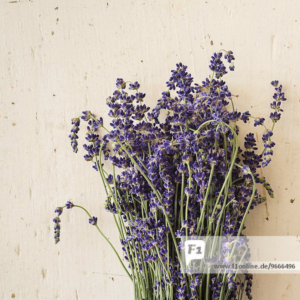 Blume schießen Studioaufnahme Lavendel