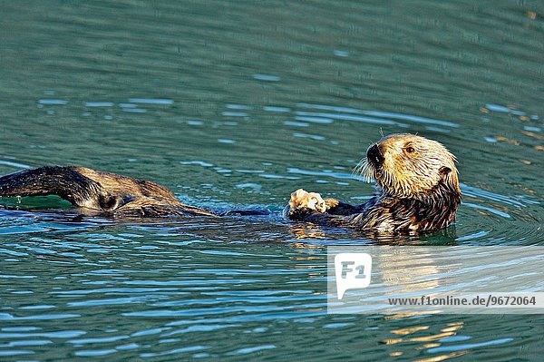 Vereinigte Staaten von Amerika USA Otter Lutrinae Meer Kalifornien füttern Morro Bay