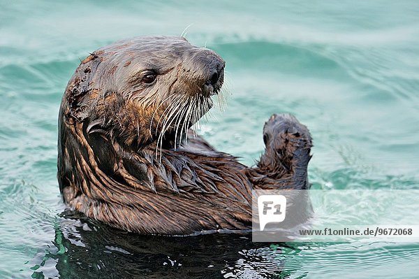 Vereinigte Staaten von Amerika USA Otter Lutrinae Meer Faulheit faul faule faulen fauler faules Kalifornien füttern Morro Bay sich putzen