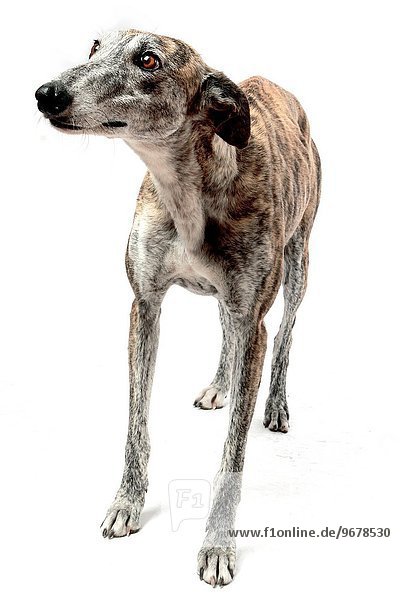 Portrait Hund Windhund spanisch