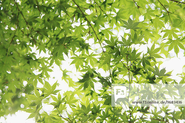 Ahornblatt grün