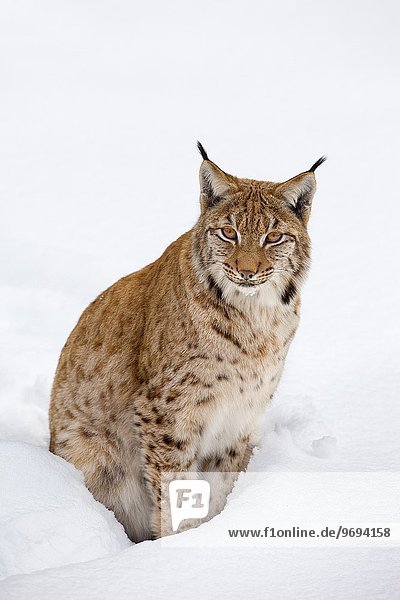 europäisch Deutschland Luchs lynx lynx Nationalpark Bayerischer Wald