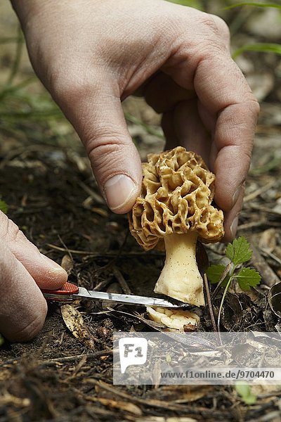 A morel mushroom being cut