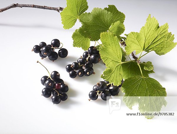 Schwarze Johannisbeeren mit Zweig