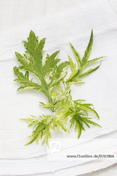 Bunter Beifuß Limelight (Artemisia vulgaris) auf Leinentuch im Freien