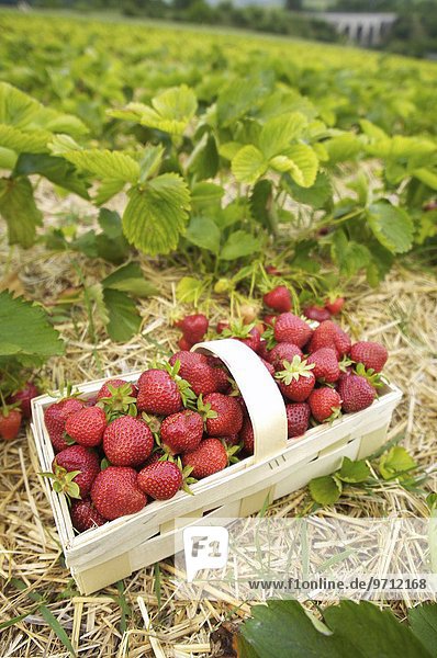 Korb mit frisch gepflückten Erdbeeren im Erdbeerfeld (Burgenland  Österreich)
