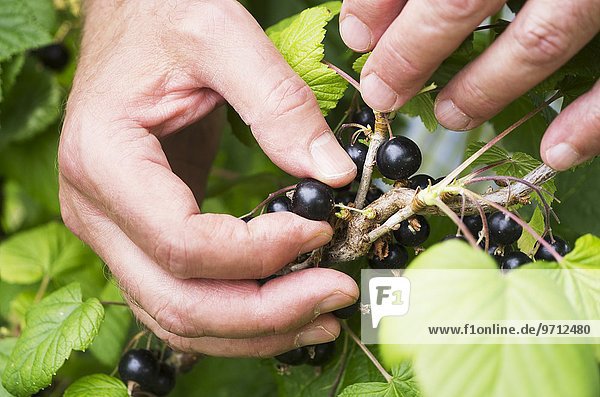 A man's hand picking blackcurrants from a bush
