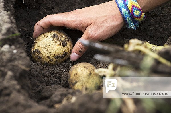 Potatoes being harvested (a hand picking a potato from the ground)
