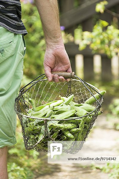 Mann trägt Korb mit frisch geernteten Dicken Bohnen aus dem Garten