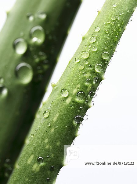 Aloe Vera  Triebe mit Wassertropfen