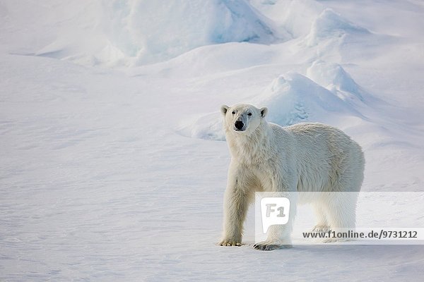 Eisbär Ursus maritimus Meer Eis Norwegen Spitzbergen Meerenge Svalbard Jahr