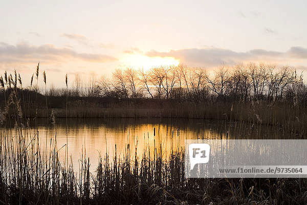 Sonnenuntergang über einer Teichlandschaft in den Barnbruchswiesen  am Naturschutzgebiet Barnbruch  bei Wolfsburg  Niedersachsen  Deutschland  Europa