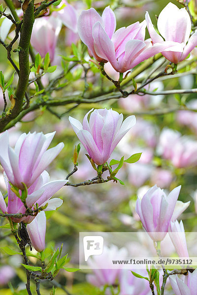 Tulpen-Magnolie (Magnolia x soulangeana)  Amabilis Kulturform