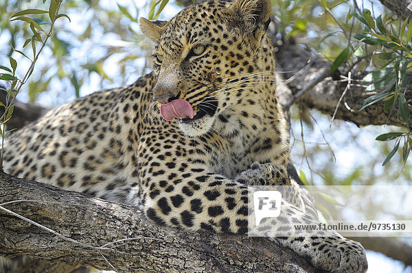 Leopard (Panthera pardus)  schleckt sich mit seiner Zunge über das Maul  liegt in einem Baum  Masai Mara Nationalreservat  Kenia  Afrika