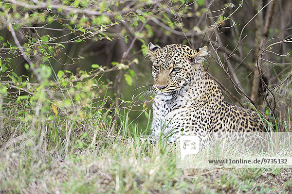 Leopard (Panthera pardus)  liegt unter einem Busch  Masai Mara Nationalreservat  Kenia  Afrika
