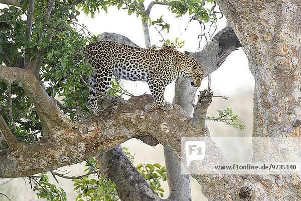 Leopard (Panthera pardus)  steht in einem Feigenbaum  Masai Mara Nationalreservat  Kenia  Afrika