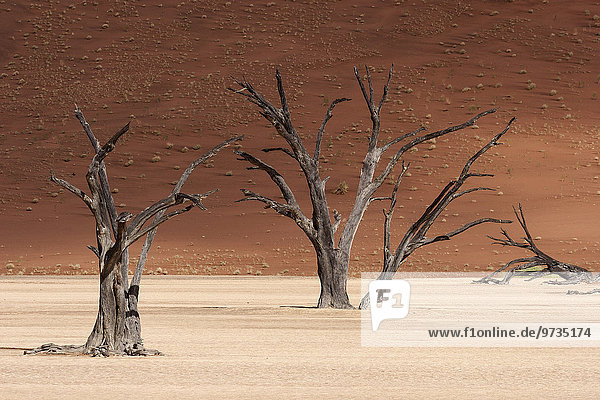 Dead camel thorn trees (Vachellia erioloba)  sand dunes  Dead Vlei Sossusvlei  Namib Desert  Namib-Naukluft National Park  Namibia  Africa