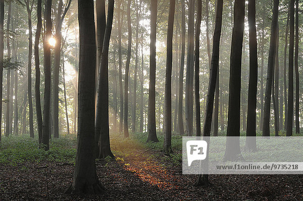 Rotbuchen (Fagus sylvatica)  Laubwald mit Nebelstimmung bei aufgehender Sonne  Nordrhein-Westfalen  Deutschland  Europa