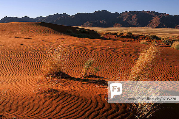 Südliche Ausläufer der Namib-Wüste  Sanddünen mit Grasbüscheln  hinten die Tirasberge  Abendlicht  Namibia  Afrika