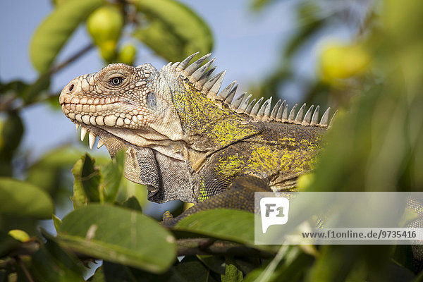 Antillenleguan (Iguana delicatissima)  Petite Terre  Guadeloupe  Nordamerika