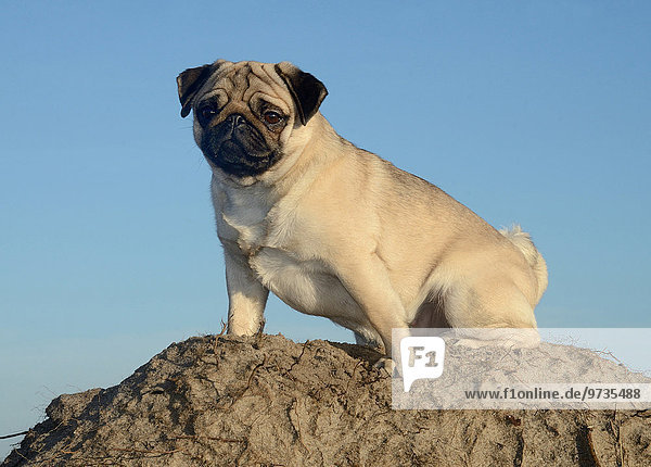 Mops vor blauem Himmel Schweden Europa