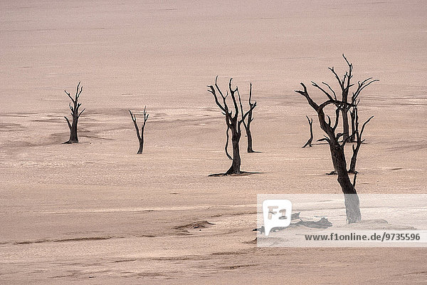 Abgestorbene Kameldornbäume (Vachellia erioloba)  Salztonpfanne  Dead Vlei  Sossusvlei  Namib-Wüste  Namib-Naukluft-Park  Namibia  Afrika
