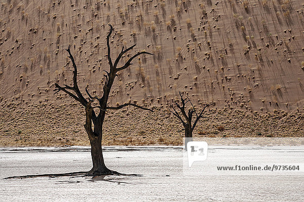 Abgestorbene Kameldornbäume (Vachellia erioloba)  hinten Sanddüne mit Grasbüscheln bewachsen  Dead Vlei  Sossusvlei  Namib-Wüste  Namib-Naukluft-Park  Namibia  Afrika