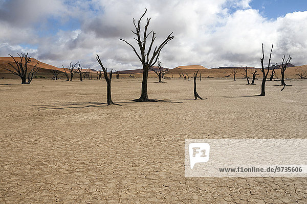 Abgestorbene Kameldornbäume (Vachellia erioloba)  Sanddünen  Salztonpfanne  Dead Vlei  Sossusvlei  Namib-Wüste  Namib-Naukluft-Park  Namibia  Afrika