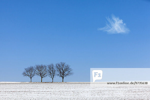 Walnussbäume vor blauem Himmel im Winter  Pfalz  Rheinland-Pfalz  Deutschland  Europa